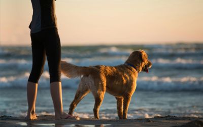 Visitar Tabarca con tu Perro: Lo que Necesitas Saber